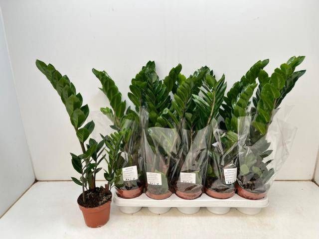 <h4>ZAMIO ZAMIIFOLIA</h4>