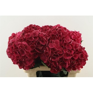 Hydr M Rubyred 60-20