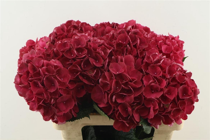 <h4>Hydr M Rubyred 60-20</h4>