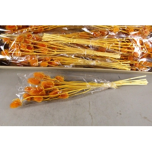 DF Dipsacus Li.Orange Bs 130g