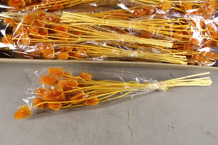 <h4>DF Dipsacus Li.Orange Bs 130g</h4>