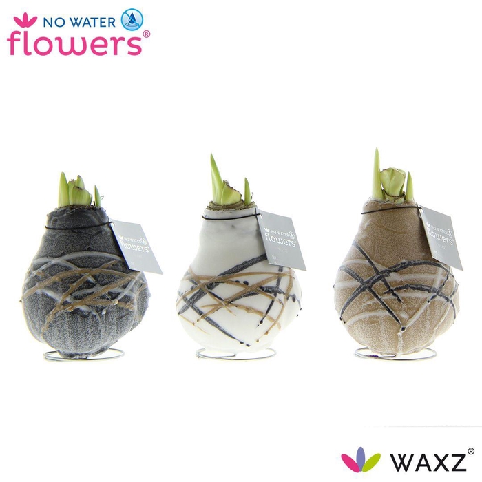 <h4>No Water Flowers Waxz® Art Rembrandt</h4>