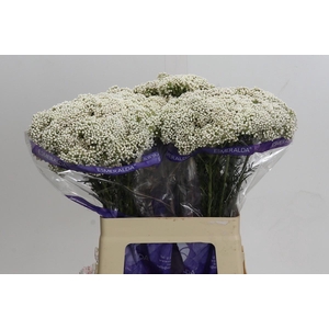 Ozothamnus Cooks Snow White