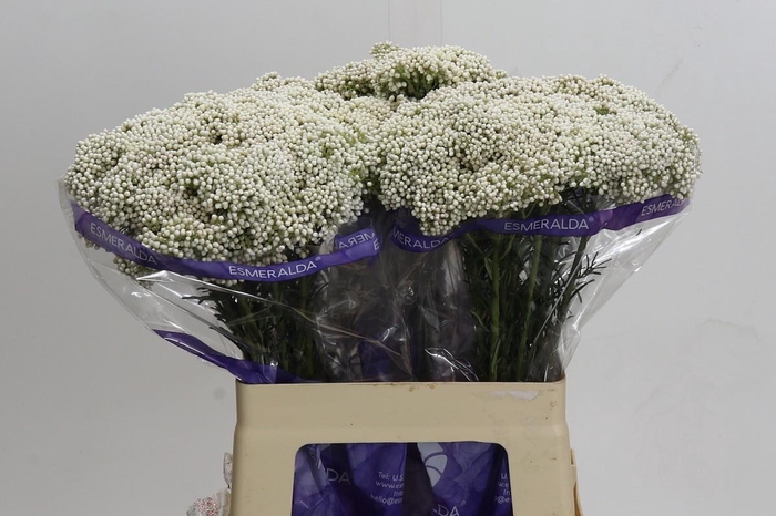 Ozothamnus Cooks Snow White