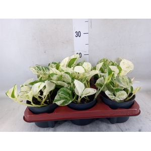 Epipremnum pinn. 'Happy Leaf'