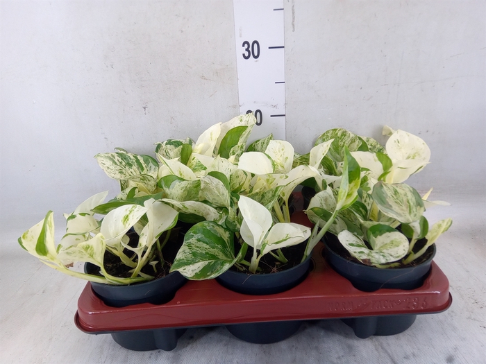 <h4>Epipremnum pinn. 'Happy Leaf'</h4>