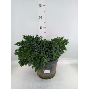 Juniperus squamata 'Blue Star'
