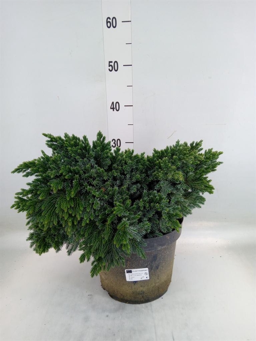 <h4>Juniperus squamata 'Blue Star'</h4>