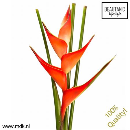 <h4>Heliconia Stricta Tropical X5 MDK</h4>