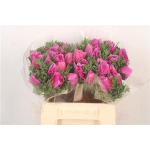 Anem Mistral Fuchsia X L X25