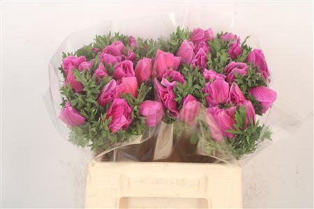 <h4>Anem Mistral Fuchsia X L X25</h4>
