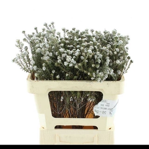 SNIJBLOEMEN OV