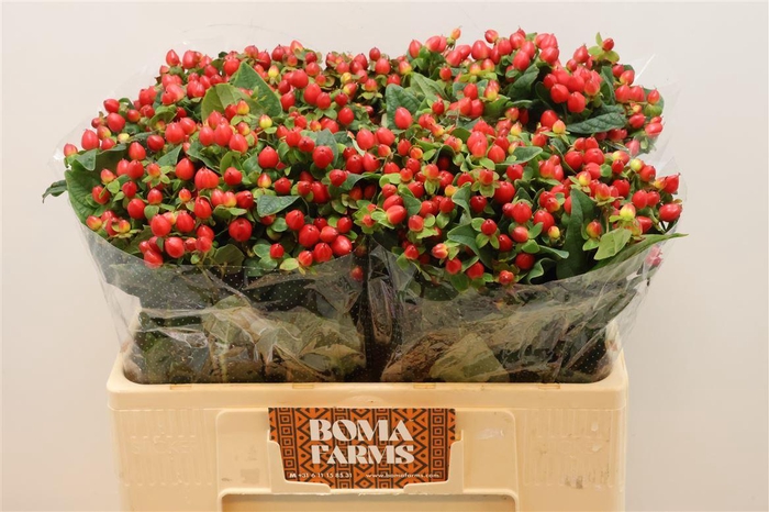 <h4>Hyp Mag Triumph</h4>