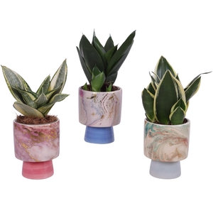 Sansevieria Compacta mix Ø09cm in Ø10cm Ceramic FB676