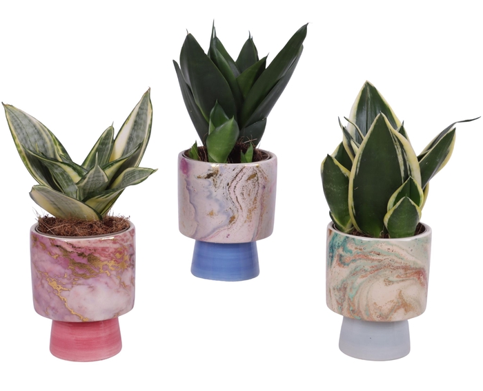 <h4>Sansevieria Compacta mix Ø09cm in Ø10cm Ceramic FB676</h4>