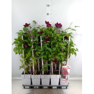 Clematis   ...