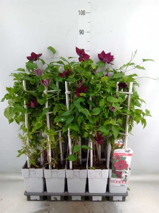 <h4>Clematis   ...</h4>