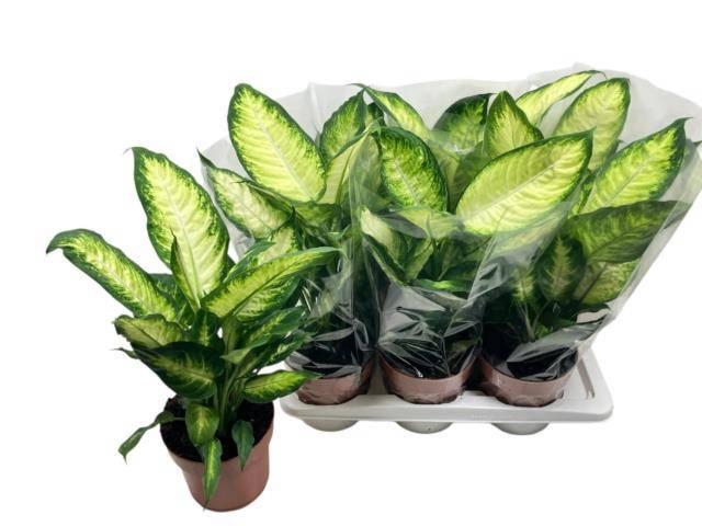 <h4>DIEFF CAMILLA</h4>