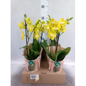 Phalaenopsis   ...yellow