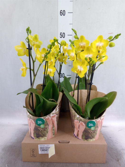 Phalaenopsis   ...yellow