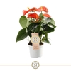 Anthurium Andreanum oranje Orange Champion