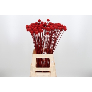 Craspedia Kl Bh Rood Xl