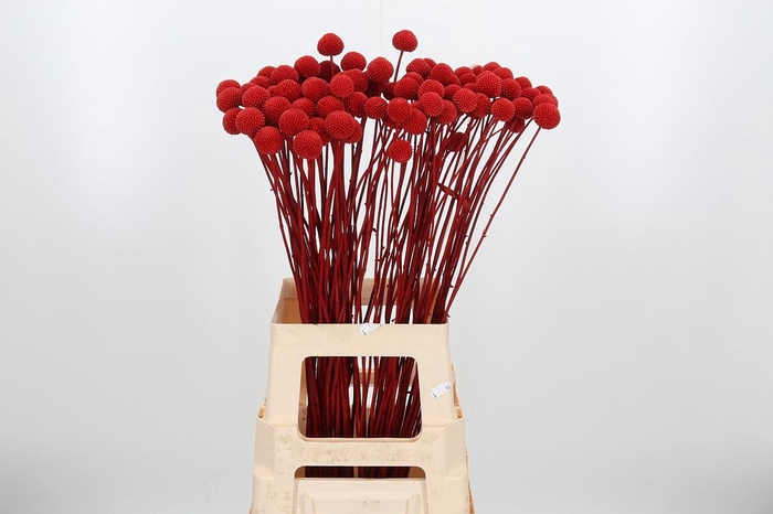 <h4>Craspedia Kl Bh Rood Xl</h4>