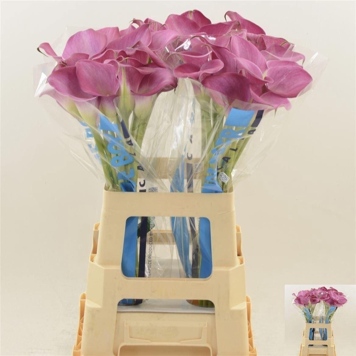 <h4>Zant Fantasia</h4>