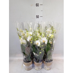 Phalaenopsis multi. 'Ant Lausanne'