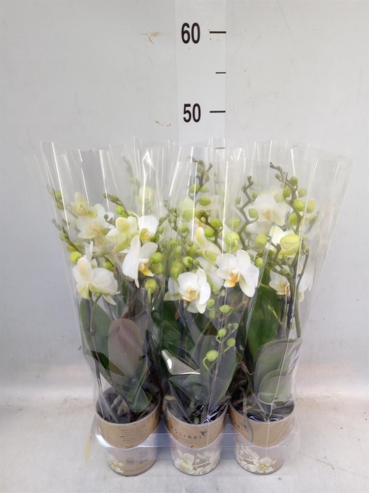<h4>Phalaenopsis multi. 'Ant Lausanne'</h4>