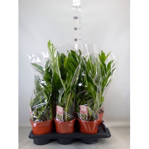 Zamioculcas zamiifolia