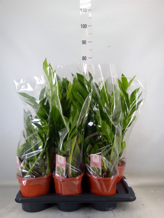 <h4>Zamioculcas zamiifolia</h4>