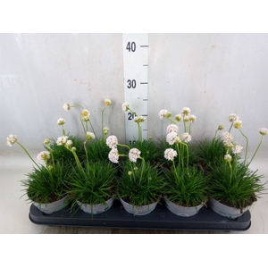 Armeria maritima 'Alba'