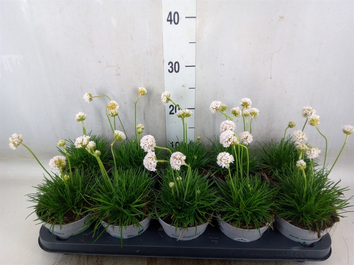 <h4>Armeria maritima 'Alba'</h4>