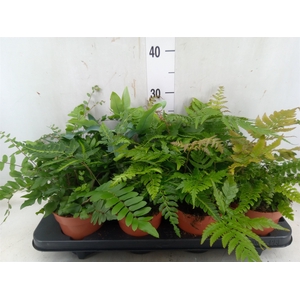 Ferns   ...mix