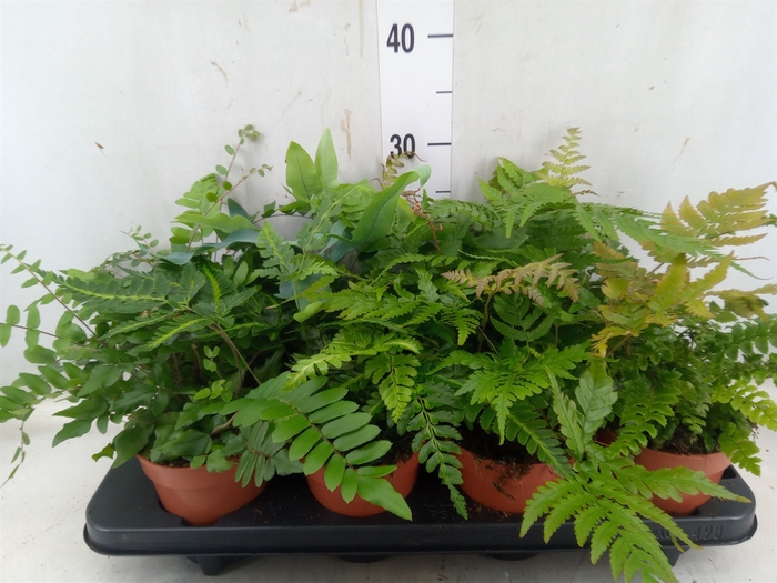 <h4>Ferns   ...mix</h4>