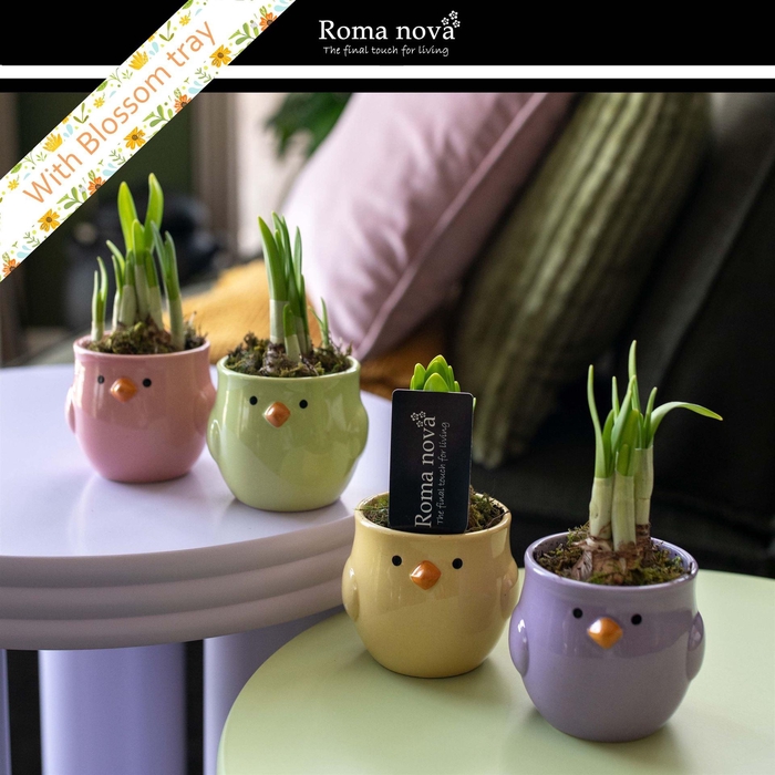 <h4>Arr.  Narcissus</h4>