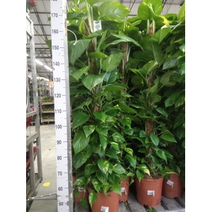 Epipremnum pinn.   ...moss stick