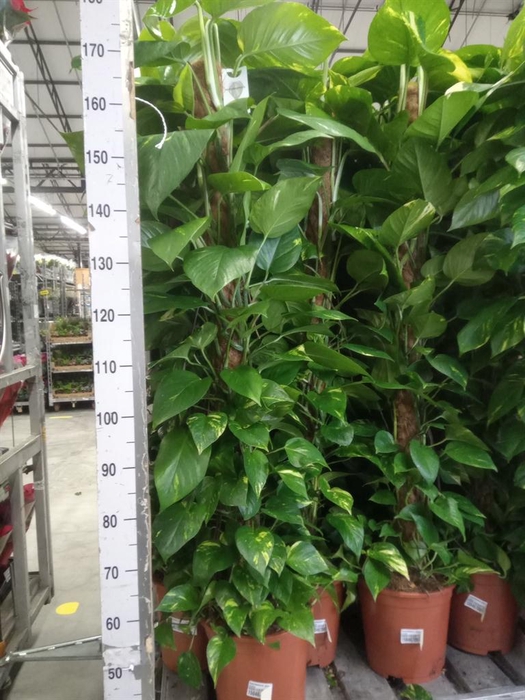 <h4>Epipremnum pinn.   ...moss stick</h4>