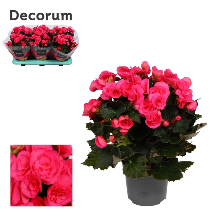 <h4>Begonia Adonia Pink</h4>