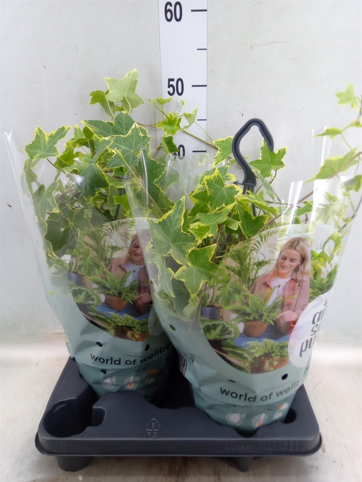 <h4>Hedera helix   ...mix varie yello</h4>
