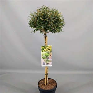 Ligustrum delavayanum C3