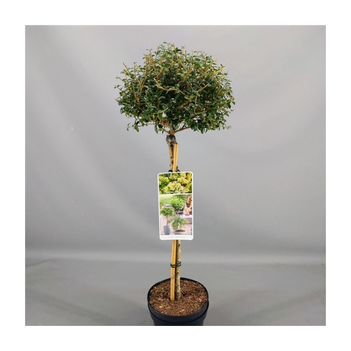 <h4>Ligustrum delavayanum C3</h4>