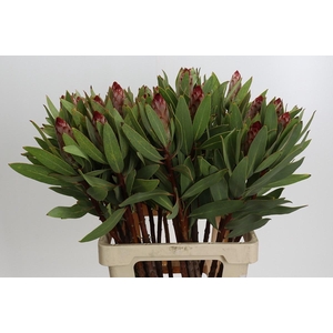 PROTEA ROBIJN
