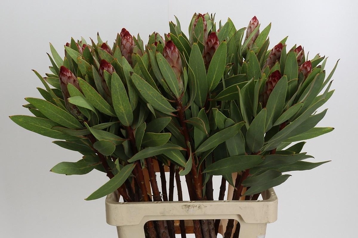<h4>PROTEA ROBIJN</h4>