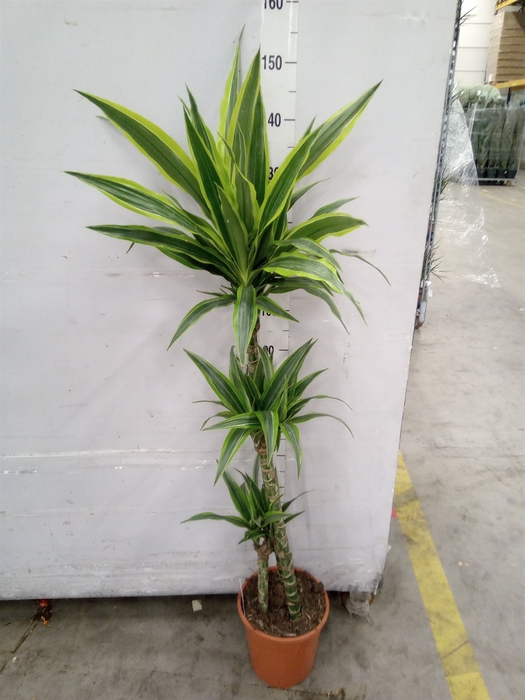 <h4>Dracaena fr de 'LemonLime'</h4>