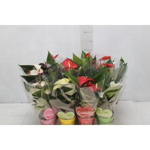 ANTHURIUM VARIADO P09