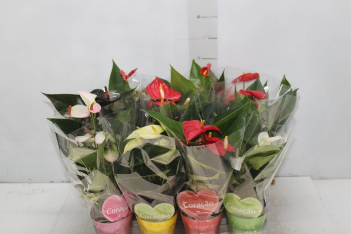 <h4>ANTHURIUM VARIADO P09</h4>