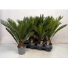 CYCAS REVOLUTA