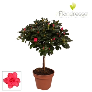 Azalea Flandresse® stam 'rood' 20 - 22 cm